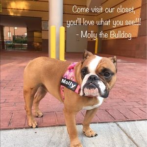 Molly the Bulldog